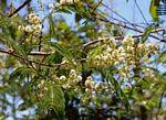 Image result for Acacia pentagona