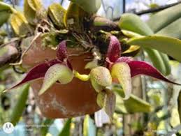 Image result for Bulbophyllum X chikukwa