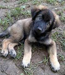 But these adorable german shepherd puppies will change the way you look at these stalwart canines. Baltimore Md German Shepherd Dog Meet Dark Shepherd A Pet For Adoption