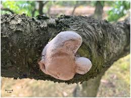 Image result for Phellinus pomaceus