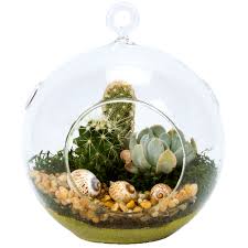 We carry a large variety of cacti and. Cyma Orchids 5 Glass Globe Succulent Plant Terrarium