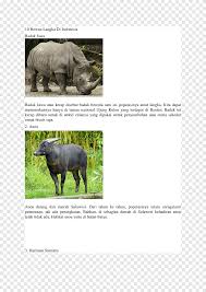 white rhinoceros ipad mini cattle apple apple mammal textile png pngegg pngegg