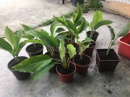 Roselle ataupun juga dipanggil asam paya, asam kumbang. Nama Saintifik Pokok Kunyit Segalanya Tentang Tumbuhan Segalanya Tentang Tumbuhan Nama Latin Kunyit Putih Adalah Curcuma Zedoaria Agung Nyak