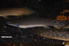 Polypterus Aka Bichirs Profile And Photos Tank Terrors