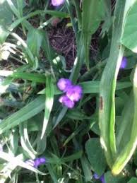 Few plants rival the extroverted beauty of a climbing vine bursting with purple flowers. Purple Vcu Field Botany Official Site