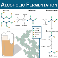 We've got a large selection of the finest and freshest ingredients, and all the equipment you'll need to make a great. The Fermentation Process Of Alcohol The Pitt News