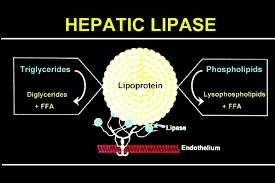Image result for Lipase