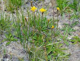 Image result for Crepis
