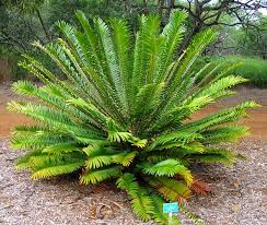 Image result for Zamiaceae