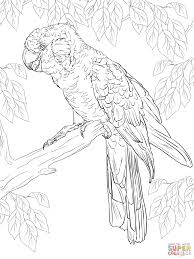 Download this adorable dog printable to delight your child. White Cockatoo Coloring Page Free Printable Coloring Pages Coloring Library