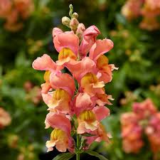 We did not find results for: Snaptini Snapdragons Bring The Classic Flower On A Shorter Plant Horticulture