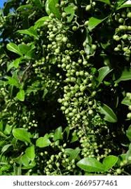 Image result for Psychotria cinerea