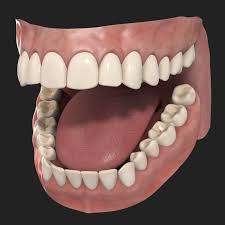 3d Human Teeth Model Human Teeth 3d Human Human