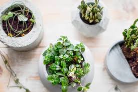 Blumentopf Aus Beton Selber Machen