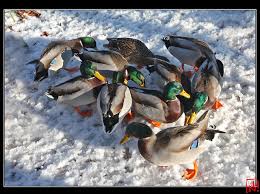 C'est le tube de demain. C Est La Danse Des Canards Qui En Sortant De La Ma Flickr