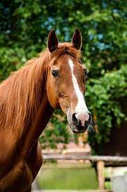 das beste pferd der welt 3 horses horse photos chesnut horse