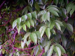 Image result for Lannea schweinfurthii