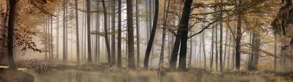 Dual Screen Wallpaper Forest 3840x1080 Wallpaper Teahub Io Download 4k backgrounds to bring personality in your devices. dual screen wallpaper forest