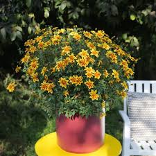Image result for Bidens