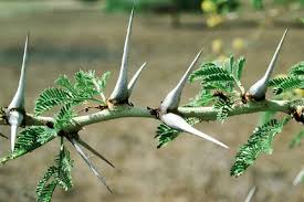 Image result for Acacia schweinfurthii