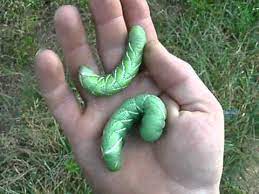 The mother lays the eggs on the under or upper surfaces of. Horn Worms Caterpillar That Was Eating My Tomatoes And Tomato Plants Youtube