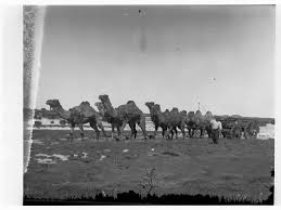 Camels can live for 40 to 50 years.1 x research source they need vaccinations, grooming, and proper nutrition. File Camel Team Pulling Wagon Far North Gn11356 Jpg Wikimedia Commons