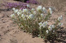 Your desert palm flower stock images are ready. Desert Wildflowers Where To View The Desert Wildflowers Desertusa