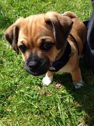 Pin By Justine Collins On Animals Cute Animals Puppy Photography Dogs And Puppies