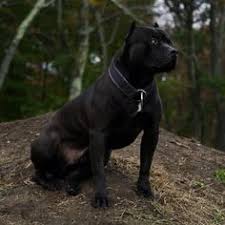 Check spelling or type a new query. 160 Prague Beauty Black Pitbull Ideas Zwierzeta Pitbulle Pitbulterier