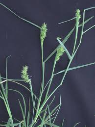 Image result for Cenchrus incertus