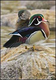 Pin By Sean Eyring On I Love Ducks Wood Ducks Pet Birds Bird Hunting