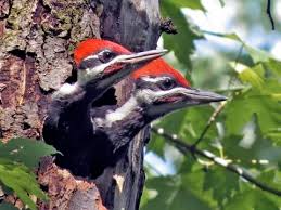 Pileated Woodpecker Identification All About Birds Cornell