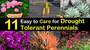 Aim to give a weekly deep watering, but always check soil first to make sure it needs watered. 11 Easy To Care For Drought Tolerant Perennials