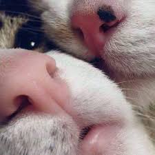 Your Lips Come To Rest Gently Atop Mine And I Feel The Words I Love You Simmering Beneath Their Surface You Speak Them And Touch Cats Cat Nose Cute Animals