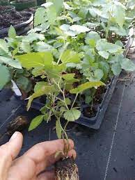 Developed by the usda to resist rosette disease and thrive in heat. 72 Sweetie Pie Thornless Blackberry Plants Wholesale Price Free Shipping Ebay