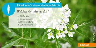 Hier bekommen sie einen überblick: Bmel ×××××××¨ Alte Sorten Seltene Fruchte Wissen Sie Um Welche Sorte Gemuse Es Geht Es Schmeckt Leicht Scharf Es Hat Mehr Nahrstoffe Als Grunkohl Oder Blumenkohl Es