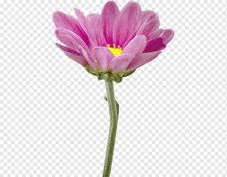 Maybe you would like to learn more about one of these? Flower Garden Cosmos Chrysanthemum Flower Purple Violet Plant Stem Png Pngwing