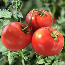 Also, you need to be wise in choosing from the wide variety of tomato plants to grow fresh and ripe. Homestead Tomato Plants For Sale Free Shipping