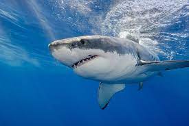 With james woods, danielle panabaker, sophina brown, sarah carter. This Is Why You Won T Find Great White Sharks In Aquariums Environment The Jakarta Post