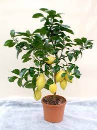 Limon yetiştirme hakkında bilmek istedikleriniz bu yazıda. Citrus X Limon Bodur Limon Fidani 40 60 Cm Tuplu Fidan Istanbul Internetten Fidan Ve Fide Siparisi Her Cesit Peyzaj Bitkileri
