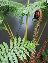 Image result for Hypolepis sparsisora