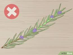 While i do not endorse snipping cuttings from ne… How To Grow Lavender From Cuttings With Pictures Wikihow