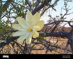 Image result for Gardenia volkensii