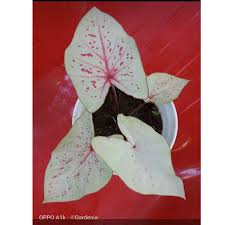 We did not find results for: Keladi Import Miss Muffet Shopee Indonesia