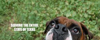 Please reach out to us through email and we'll schedule a time with you to come meet the pet you have in mind. Austin Boxer Dog Rescue Rescue Dogs In Central Texas