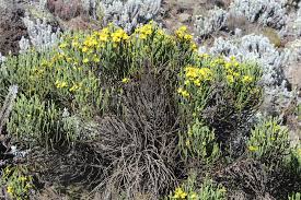 Image result for Stoebe