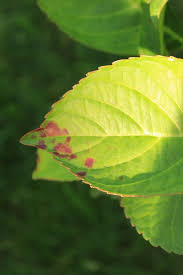 Image result for leaf spot hydrangea