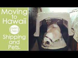 Here is an account of her experience along with a checklist for those planning to move thier dog to hawaii. Moving To Hawaii Shipping And Pets Youtube