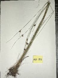 Image result for Scleria globonux