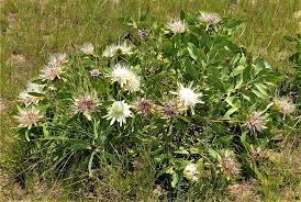 Image result for Protea angolensis